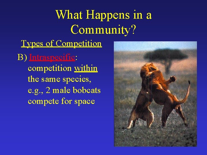 What Happens in a Community? Types of Competition B) Intraspecific: competition within the same