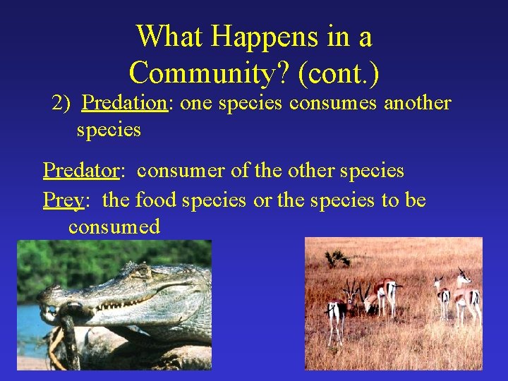 What Happens in a Community? (cont. ) 2) Predation: one species consumes another species
