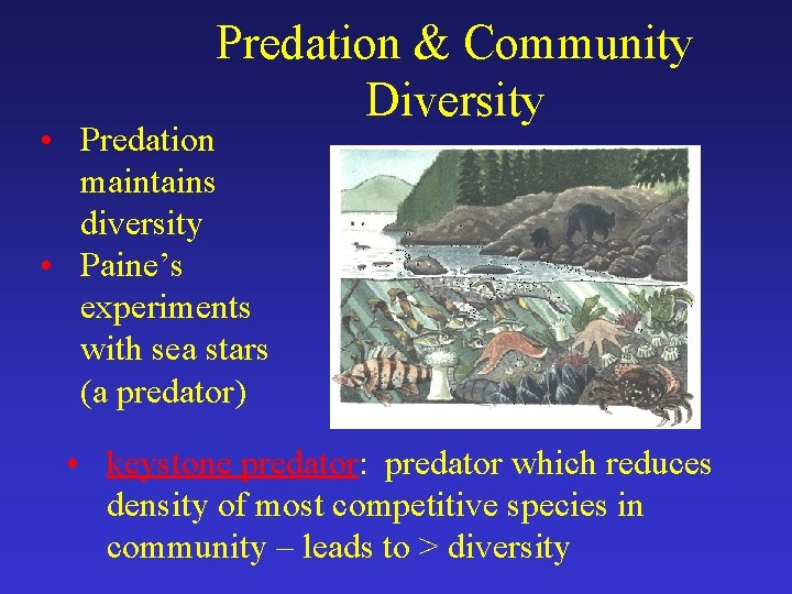 Predation & Community Diversity • Predation maintains diversity • Paine’s experiments with sea stars