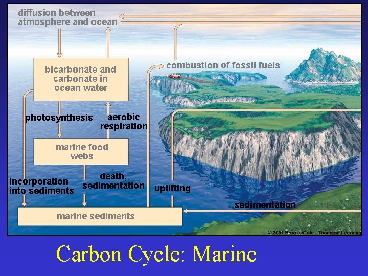 diffusion between atmosphere and ocean bicarbonate and carbonate in ocean water photosynthesis combustion of