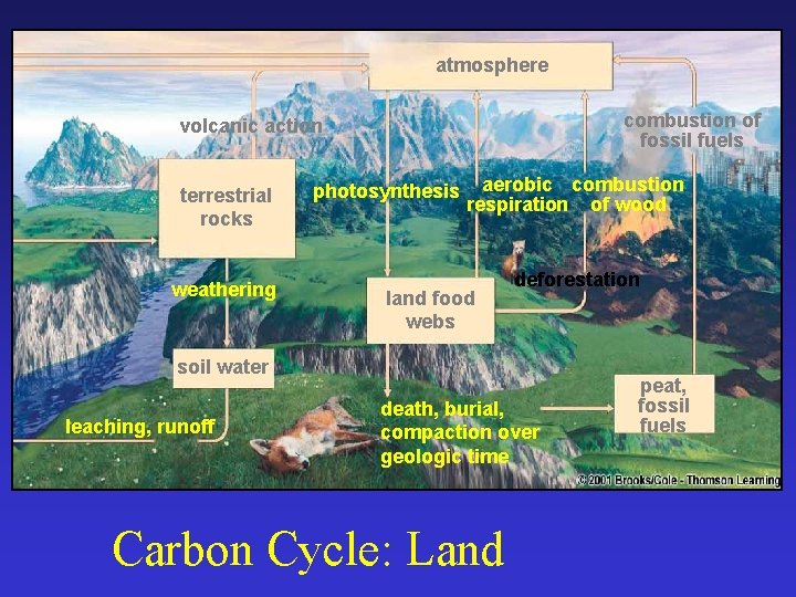 atmosphere combustion of fossil fuels volcanic action terrestrial rocks weathering photosynthesis aerobic combustion respiration