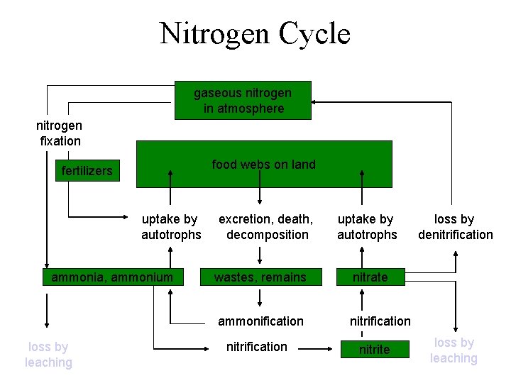 Nitrogen Cycle gaseous nitrogen in atmosphere nitrogen fixation food webs on land fertilizers uptake