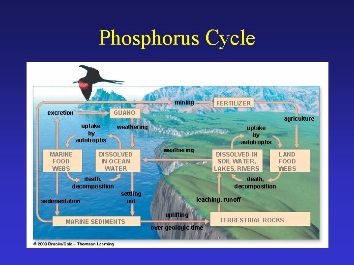 Phosphorus Cycle mining FERTILIZER GUANO excretion uptake by autotrophs MARINE FOOD WEBS agriculture weathering