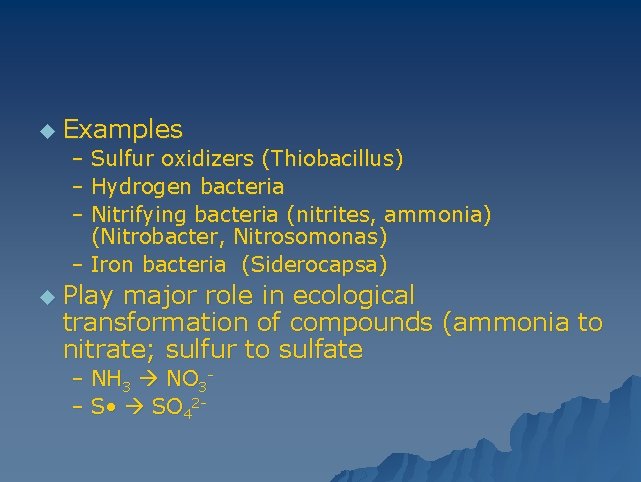 u Examples – Sulfur oxidizers (Thiobacillus) – Hydrogen bacteria – Nitrifying bacteria (nitrites, ammonia)