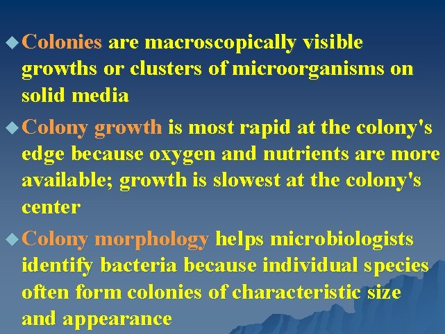 u Colonies are macroscopically visible growths or clusters of microorganisms on solid media u