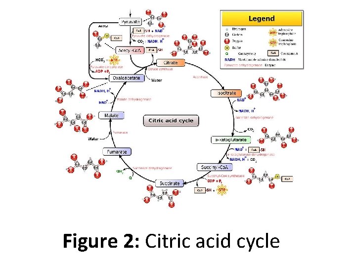 Figure 2: Citric acid cycle 