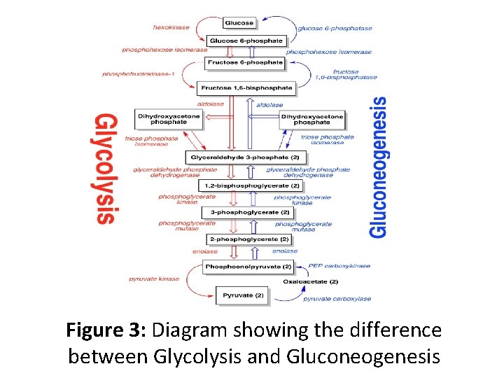Figure 3: Diagram showing the difference between Glycolysis and Gluconeogenesis 