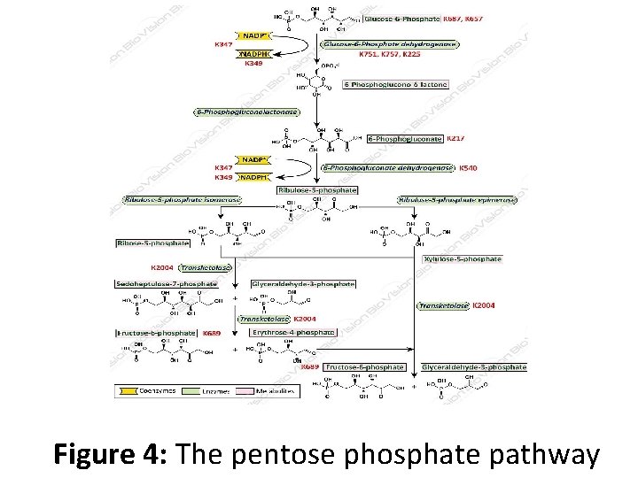 Figure 4: The pentose phosphate pathway 