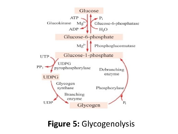 Figure 5: Glycogenolysis 