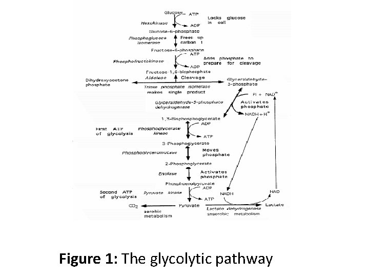 Figure 1: The glycolytic pathway 