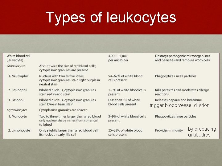 Types of leukocytes trigger blood vessel dilation by producing antibodies Types of leukocytes trigger blood vessel dilation by producing antibodies