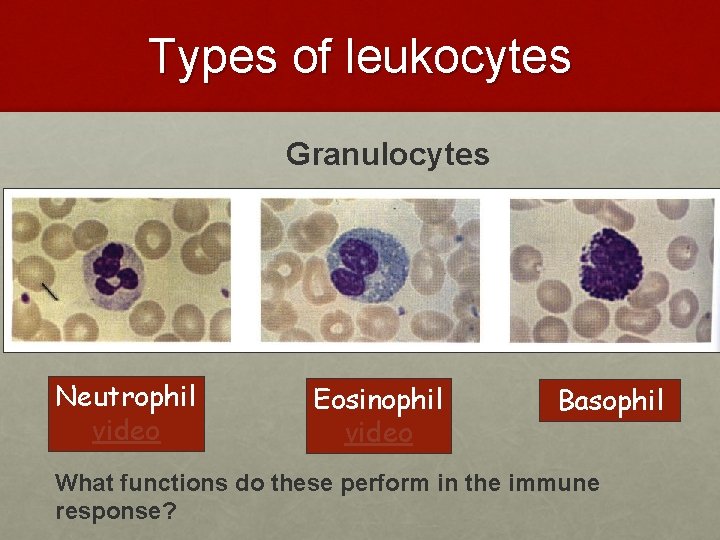 Types of leukocytes Granulocytes Neutrophil video Eosinophil video Basophil What functions do these perform Types of leukocytes Granulocytes Neutrophil video Eosinophil video Basophil What functions do these perform