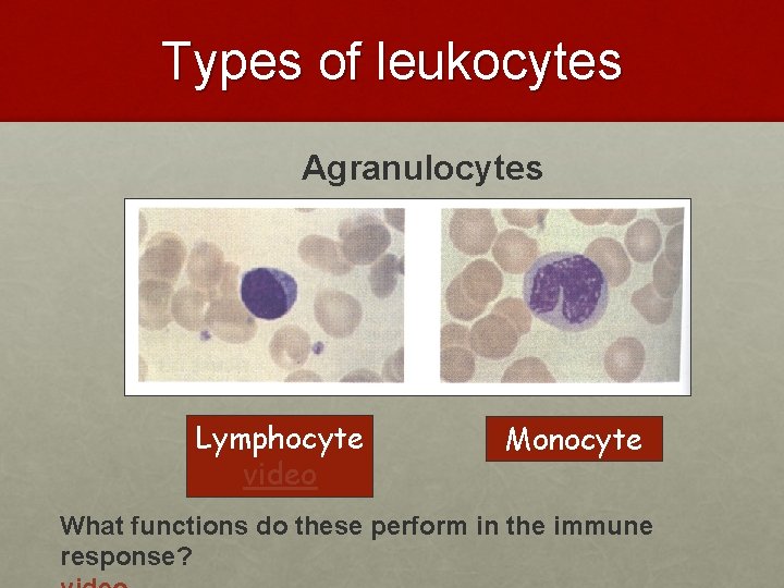 Types of leukocytes Agranulocytes Lymphocyte video Monocyte What functions do these perform in the Types of leukocytes Agranulocytes Lymphocyte video Monocyte What functions do these perform in the
