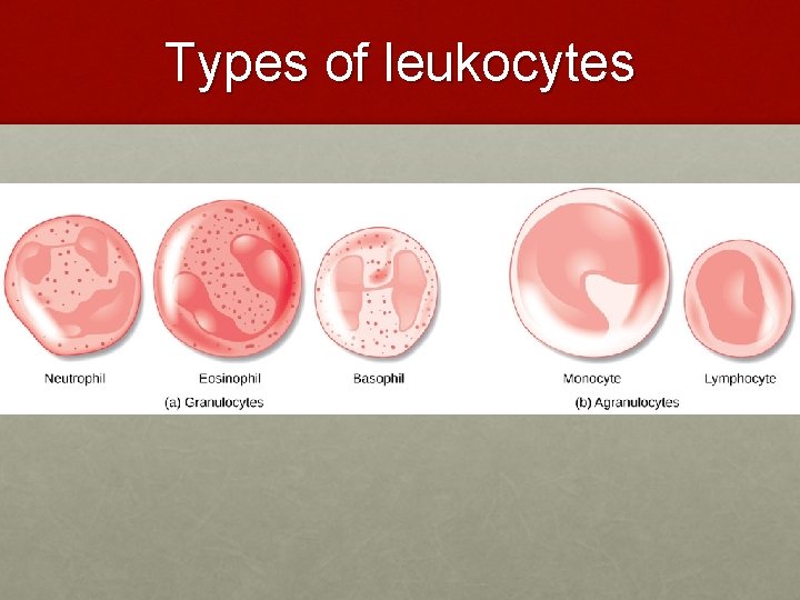 Types of leukocytes Types of leukocytes