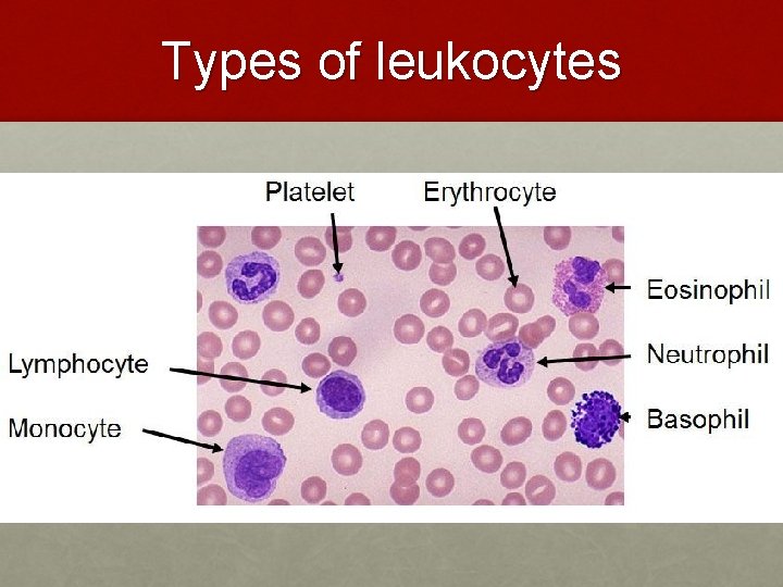 Types of leukocytes Types of leukocytes