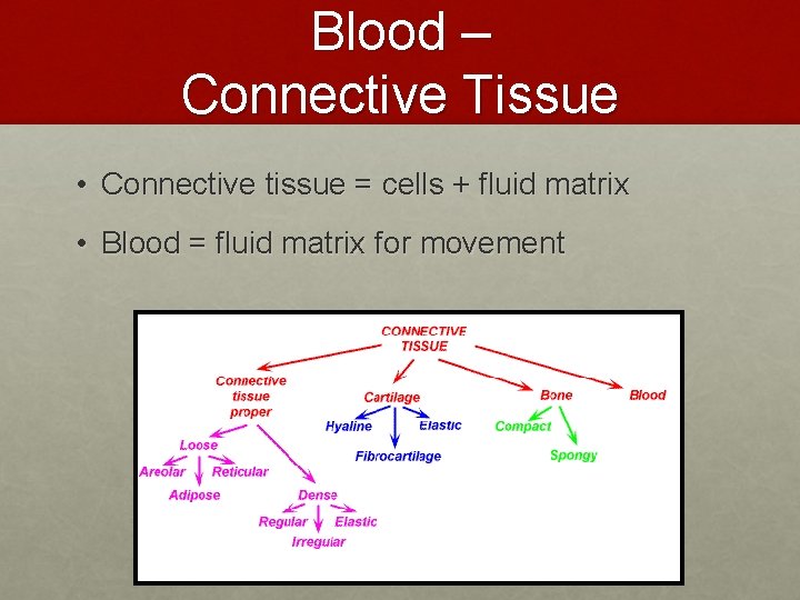 Blood – Connective Tissue • Connective tissue = cells + fluid matrix • Blood Blood – Connective Tissue • Connective tissue = cells + fluid matrix • Blood
