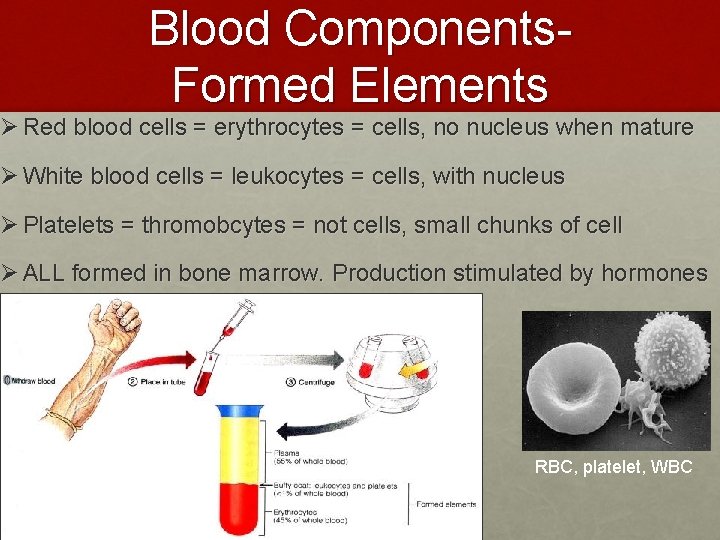 Blood Components. Formed Elements Ø Red blood cells = erythrocytes = cells, no nucleus Blood Components. Formed Elements Ø Red blood cells = erythrocytes = cells, no nucleus