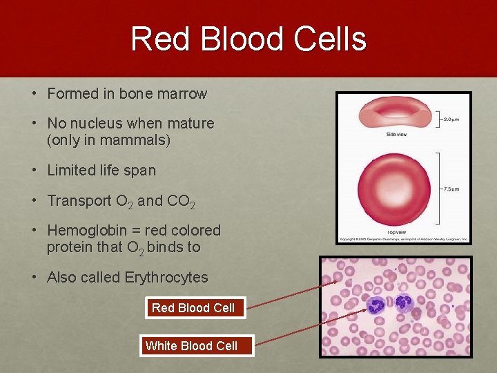 Red Blood Cells • Formed in bone marrow • No nucleus when mature (only Red Blood Cells • Formed in bone marrow • No nucleus when mature (only