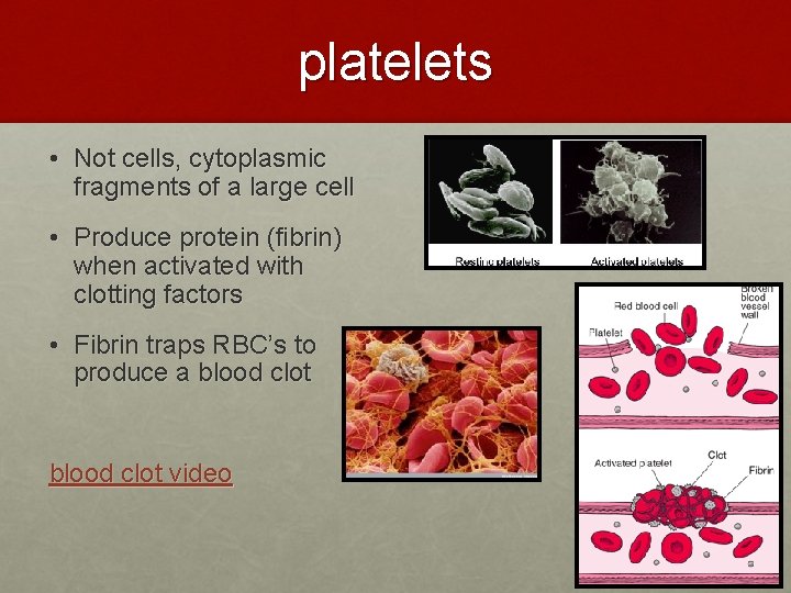 platelets • Not cells, cytoplasmic fragments of a large cell • Produce protein (fibrin) platelets • Not cells, cytoplasmic fragments of a large cell • Produce protein (fibrin)