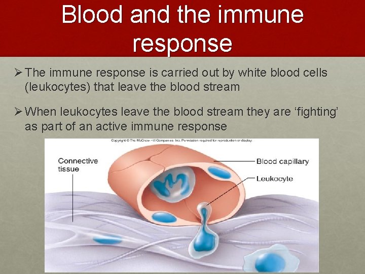 Blood and the immune response Ø The immune response is carried out by white Blood and the immune response Ø The immune response is carried out by white