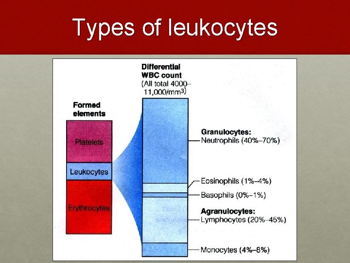 Types of leukocytes Types of leukocytes