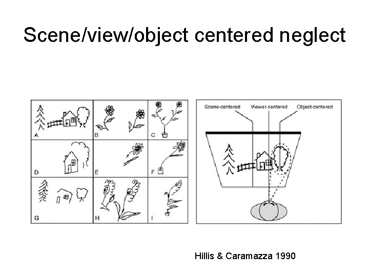 Scene/view/object centered neglect Hillis & Caramazza 1990 