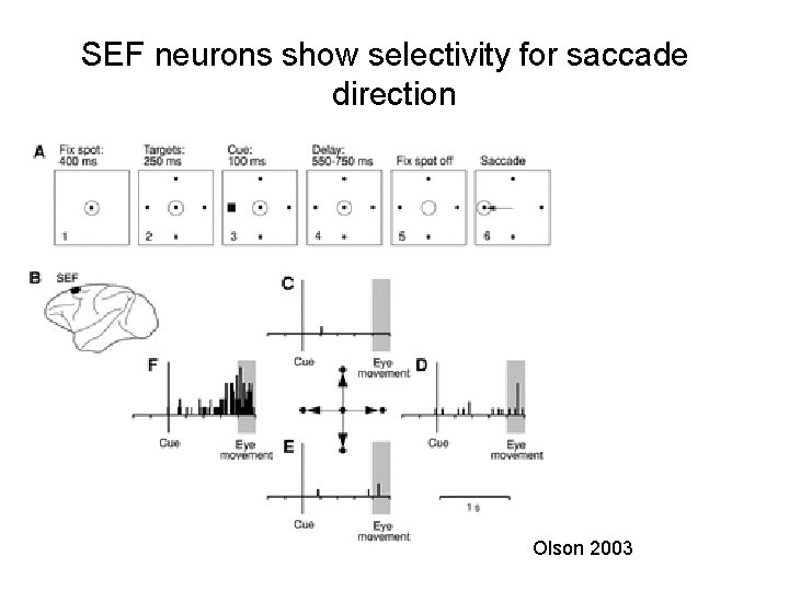 SEF neurons show selectivity for saccade direction Olson 2003 