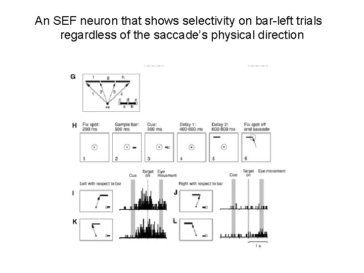 An SEF neuron that shows selectivity on bar-left trials regardless of the saccade’s physical