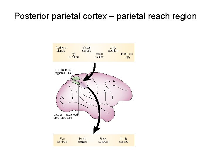 Posterior parietal cortex – parietal reach region 
