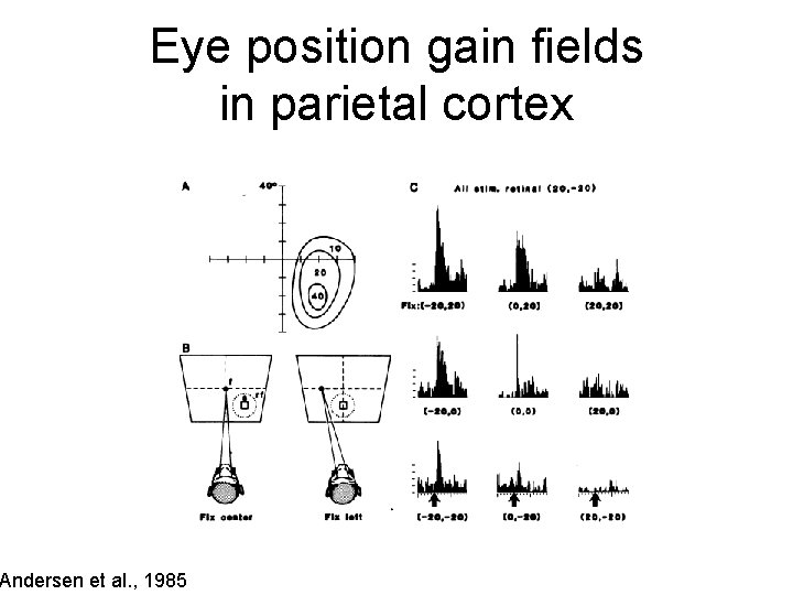 Eye position gain fields in parietal cortex Andersen et al. , 1985 