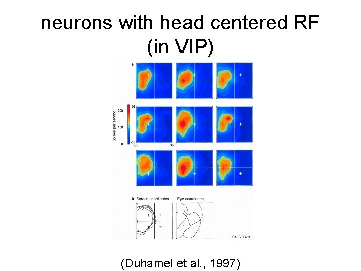 neurons with head centered RF (in VIP) (Duhamel et al. , 1997) 
