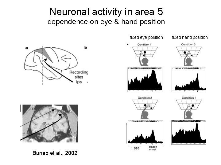 Neuronal activity in area 5 dependence on eye & hand position fixed eye position