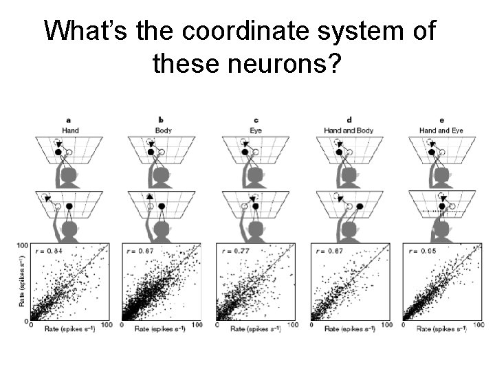 What’s the coordinate system of these neurons? 