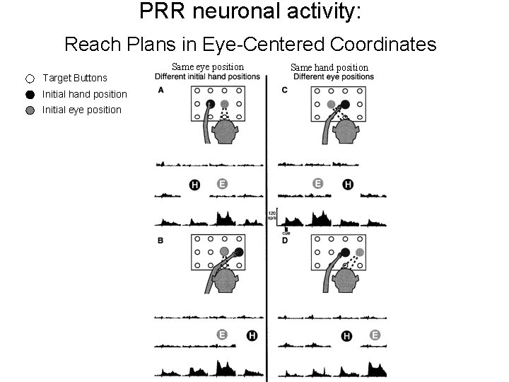 PRR neuronal activity: Reach Plans in Eye-Centered Coordinates Same eye position Target Buttons Initial