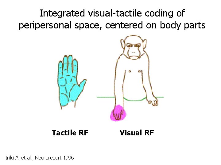 Integrated visual-tactile coding of peripersonal space, centered on body parts Tactile RF Iriki A.