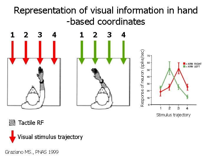 Representation of visual information in hand -based coordinates 2 3 4 1 2 3
