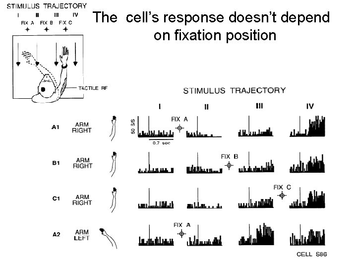 The cell’s response doesn’t depend on fixation position 