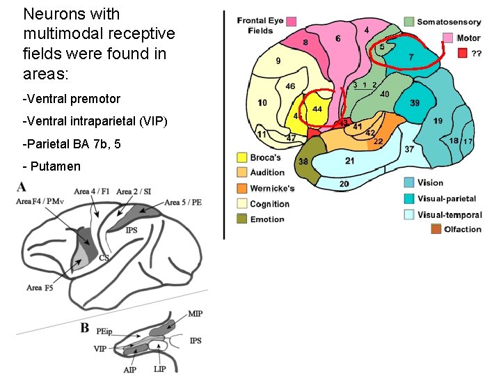 Neurons with multimodal receptive fields were found in areas: -Ventral premotor -Ventral intraparietal (VIP)