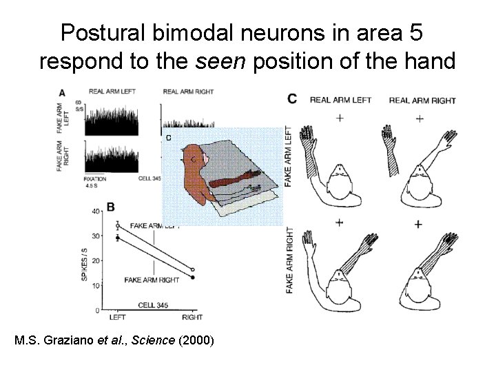 Postural bimodal neurons in area 5 respond to the seen position of the hand