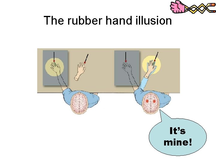 The rubber hand illusion It’s mine! 