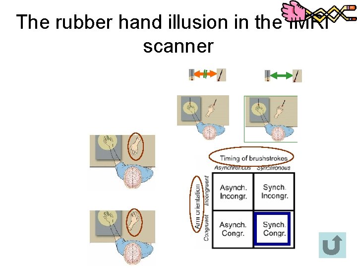 The rubber hand illusion in the f. MRI scanner 