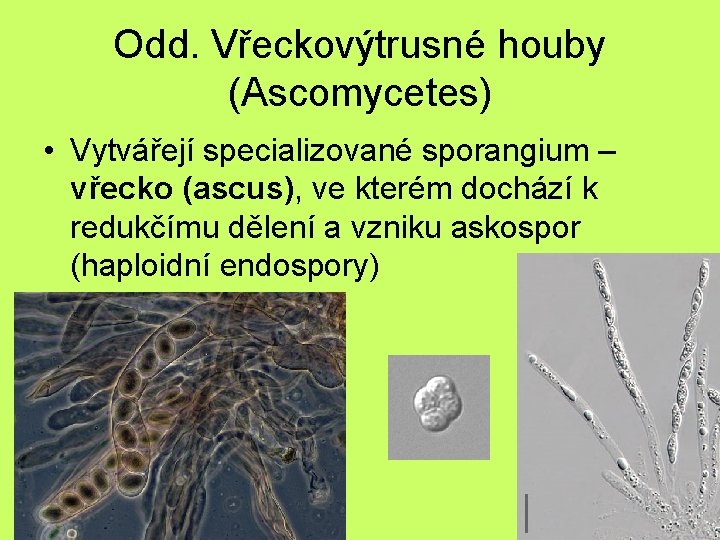 Odd. Vřeckovýtrusné houby (Ascomycetes) • Vytvářejí specializované sporangium – vřecko (ascus), ve kterém dochází