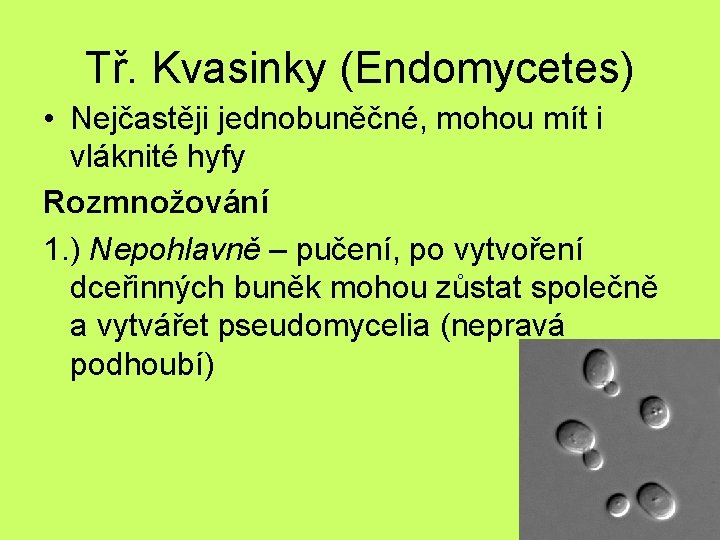Tř. Kvasinky (Endomycetes) • Nejčastěji jednobuněčné, mohou mít i vláknité hyfy Rozmnožování 1. )