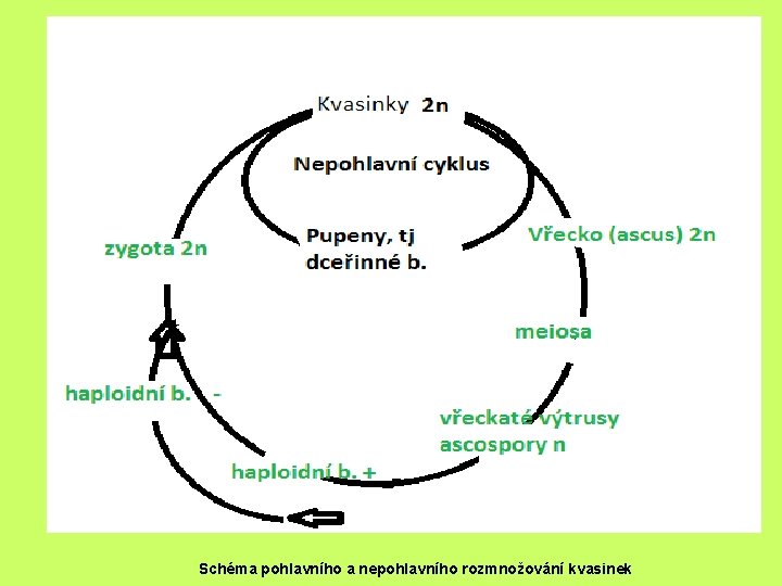 Schéma pohlavního a nepohlavního rozmnožování kvasinek 