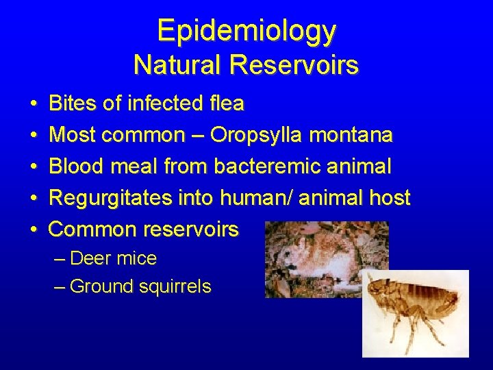 Epidemiology Natural Reservoirs • • • Bites of infected flea Most common – Oropsylla
