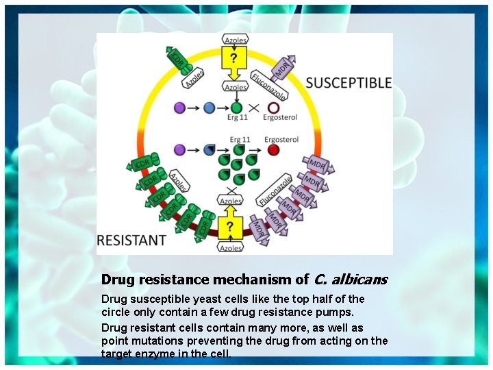 Drug resistance mechanism of C. albicans Drug susceptible yeast cells like the top half