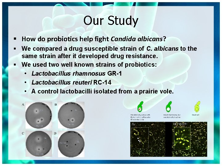 Our Study § How do probiotics help fight Candida albicans? § We compared a