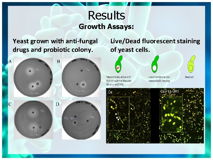 Results Growth Assays: Yeast grown with anti-fungal drugs and probiotic colony. Live/Dead fluorescent staining
