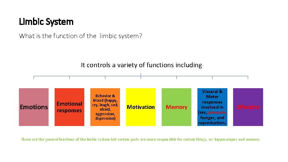 Limbic System What is the function of the limbic system? It controls a variety