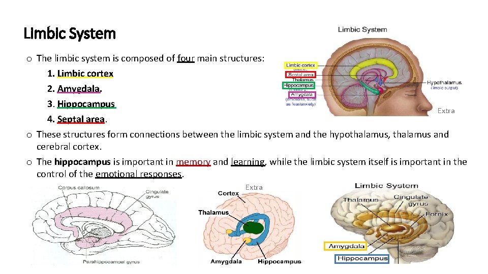 Limbic System o The limbic system is composed of four main structures: 1. Limbic